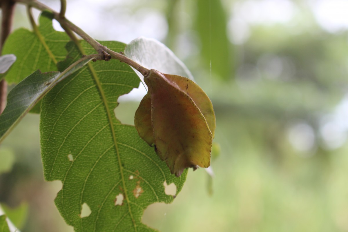 Terminalia arjuna (Roxb. ex DC.) Wight & Arn.